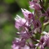9-ophrys simia